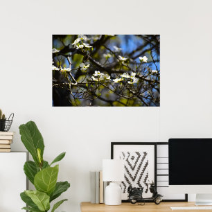 Dogwood Blossom Poster