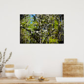Dogwood Blossom Poster (Keuken)
