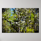 Dogwood Blossom Poster (Voorkant)