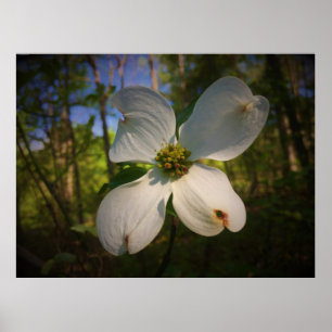 Dogwood Blossom Poster