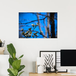 Dogwood Blossom Poster