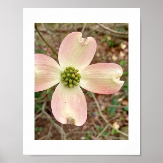 Dogwood Blossom Poster (Voorkant)