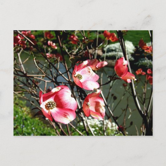 Dogwood Briefkaart (Voorkant)