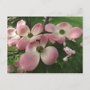 Dogwood Cluster Briefkaart
