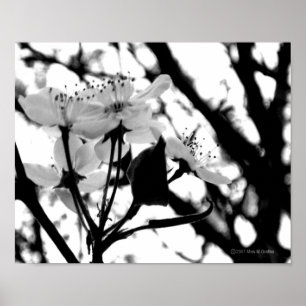 Dogwood Days Poster