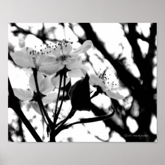 Dogwood Days Poster