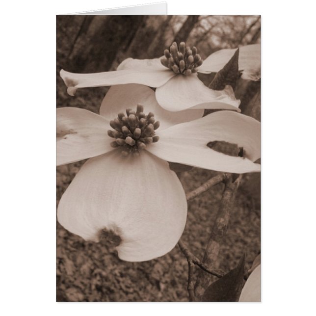 Dogwood Duo (Devant)