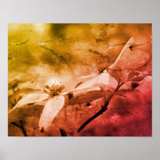 Dogwood Flower Black and White Poster (Voorkant)