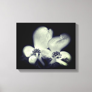 Dogwood Flower Blossom Black and White Canvas Afdruk