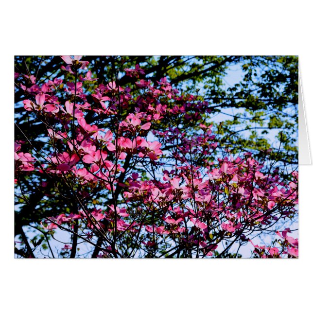 Dogwood Flowering roze (Voorkant Horizontaal)