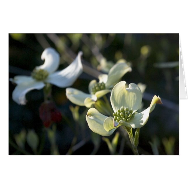 Dogwood Flowers (Voorkant Horizontaal)