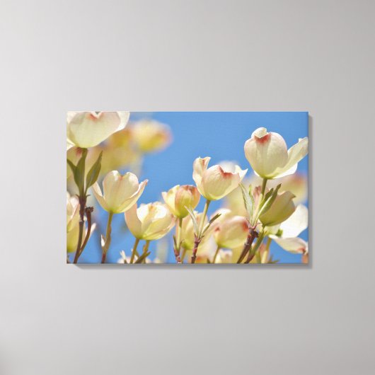 Dogwood Flowers Canvas Afdruk (Voorkant)