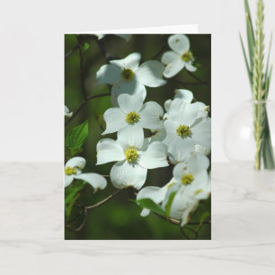 Dogwood Flowers Wenskaart Kaart