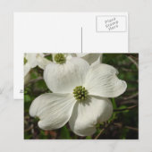 Dogwood Post Card Briefkaart (Voorkant / Achterkant)