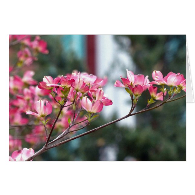 Dogwood rose (Devant horizontal)