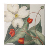 Dogwood Tree Bloem Illustratie 🌼  Tegeltje (Voorkant)