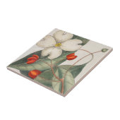 Dogwood Tree Bloem Illustratie 🌼  Tegeltje (Zijkant)