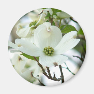 Dogwood Tree Flower Magnet Magneet