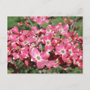 Dogwood Tree in Bloom Briefkaart