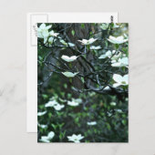 DOGWOOD TREE IN SPRINGBLOOM BRIEFKAART (Voorkant / Achterkant)
