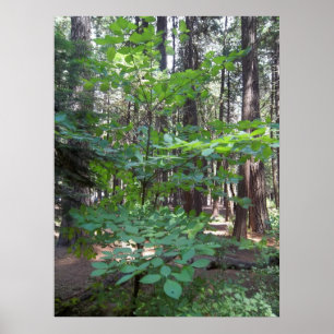 Dogwood Tree Poster