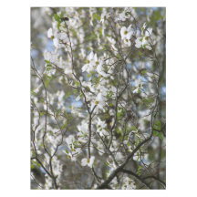 Dogwood Tree White Flower Blossom