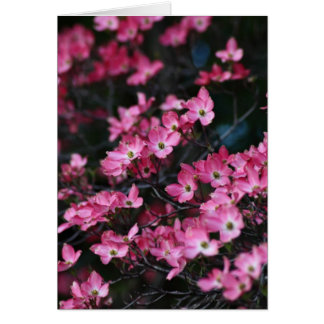 Dogwood Tree's Roze Bloem