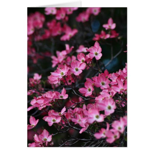 Dogwood Tree's Roze Bloem (Voorkant)