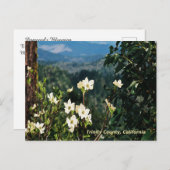 Dogwood's Blooming....... Briefkaart (Voorkant / Achterkant)