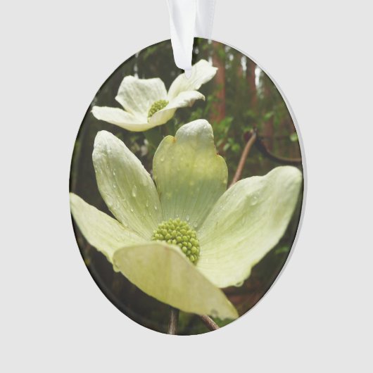 Dogwoods et séquoias dans le parc national Yosemit (devant)