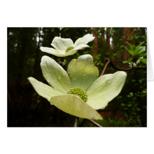 Dogwoods et séquoias dans le parc national Yosemit