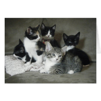 Doit Aimer Kittens