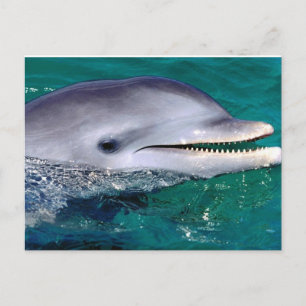 dolfijn briefkaart
