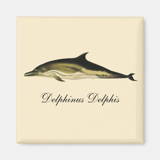 Dolfijn Delphinus Delphis,  zeezoogdieren Magneet (Voorkant)