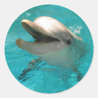 Dolfijn glimlachen ronde sticker