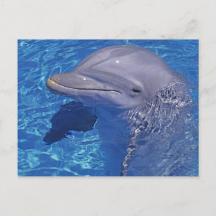 Dolfijn met flensoren, Tursiops Truncatus Briefkaart