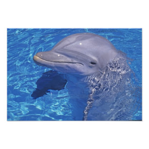 Dolfijn met flensoren, Tursiops Truncatus Foto Afdruk