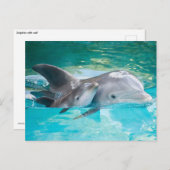 Dolfijn met kalf briefkaart (Voorkant / Achterkant)