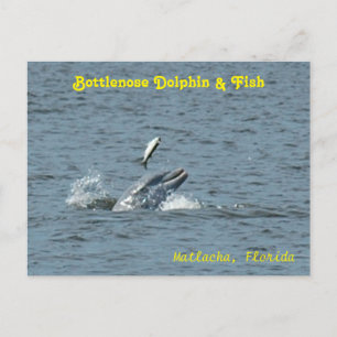 Dolfijn spelen met vis Briefkaart