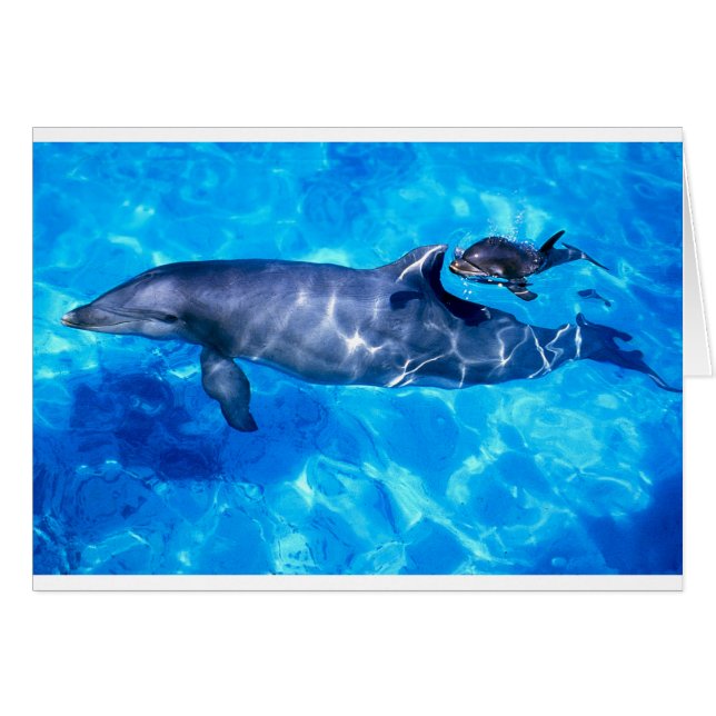 dolfijnen (Voorkant Horizontaal)