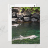 Dolfijnen Briefkaart (Voorkant / Achterkant)