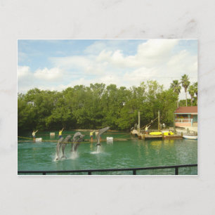 Dolfijnen dansen in Miami Briefkaart