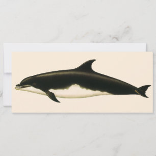Dolfijnen Delphinus Tursio, Antieke Mariene Dieren