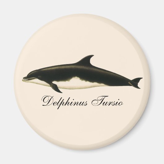 dolfijnen Delphinus Tursio, zeezoogdieren Magneet (Voorkant)