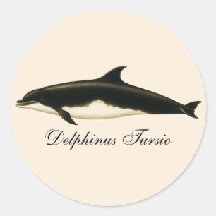 dolfijnen Delphinus Tursio, zeezoogdieren Ronde Sticker