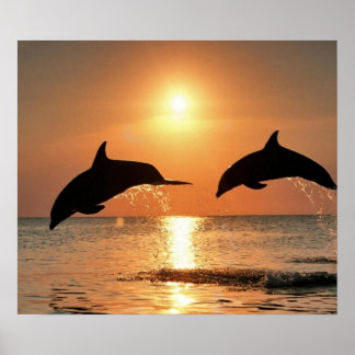 Dolfijnen door Sunset Poster