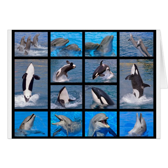 Dolfijnen en killerwalvissen (Voorkant Horizontaal)