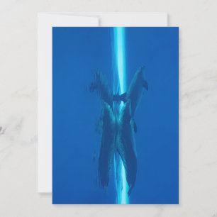 Dolfijnen en reflecties in de blauwe oceaanwateren kaart