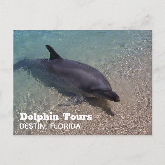 Dolfijnen fotograferen in Florida Briefkaart (Voorkant)