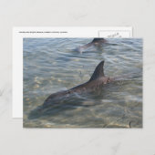Dolfijnen in Monkey Mia, WA Briefkaart (Voorkant / Achterkant)
